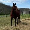 heartland4ever